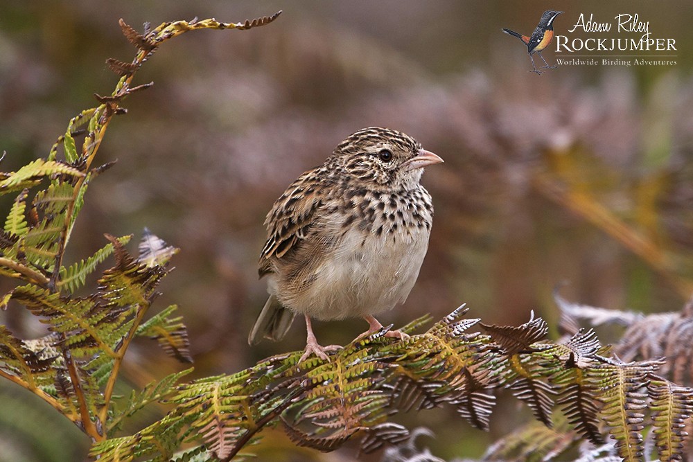 Madagascar Lark - ML204698521