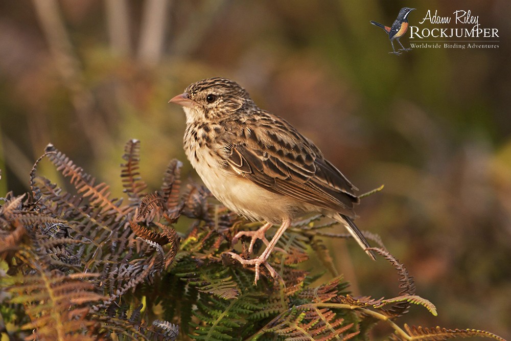 Madagascar Lark - ML204698531