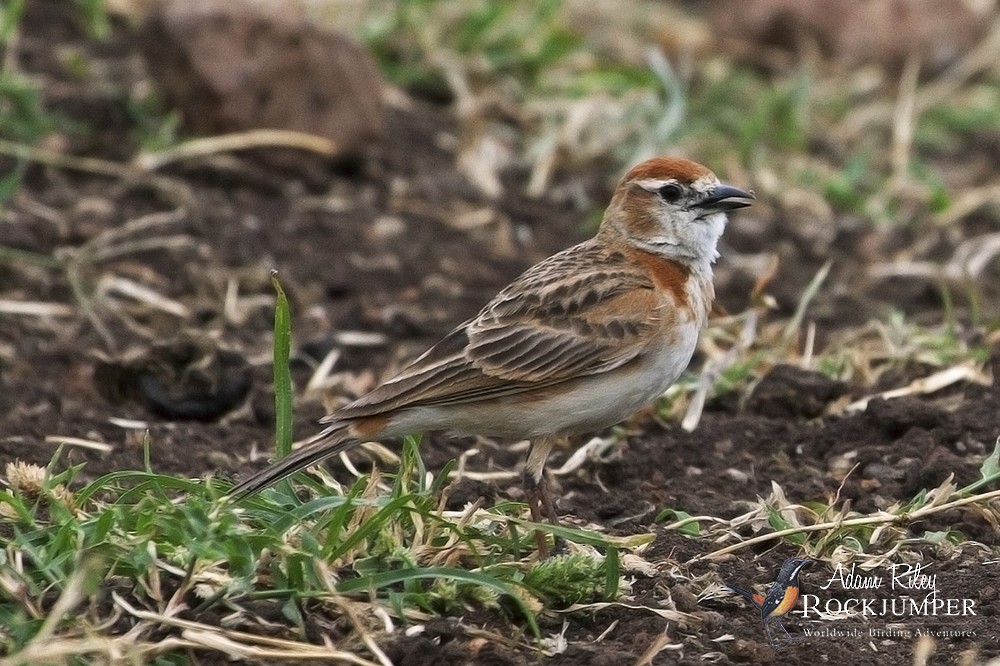 Red-capped Lark - ML204698551