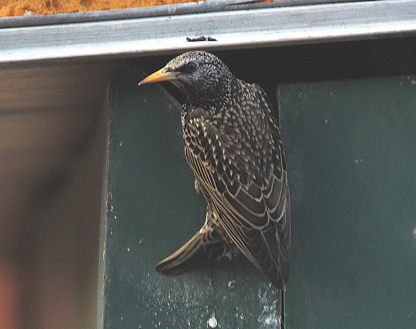 European Starling - ML204698651
