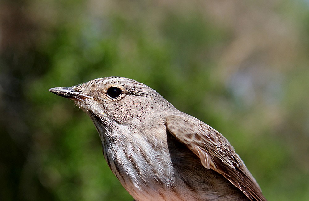 Spotted Flycatcher - ML204698971