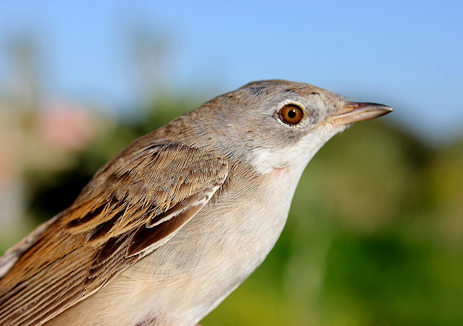 Greater Whitethroat - ML204698981