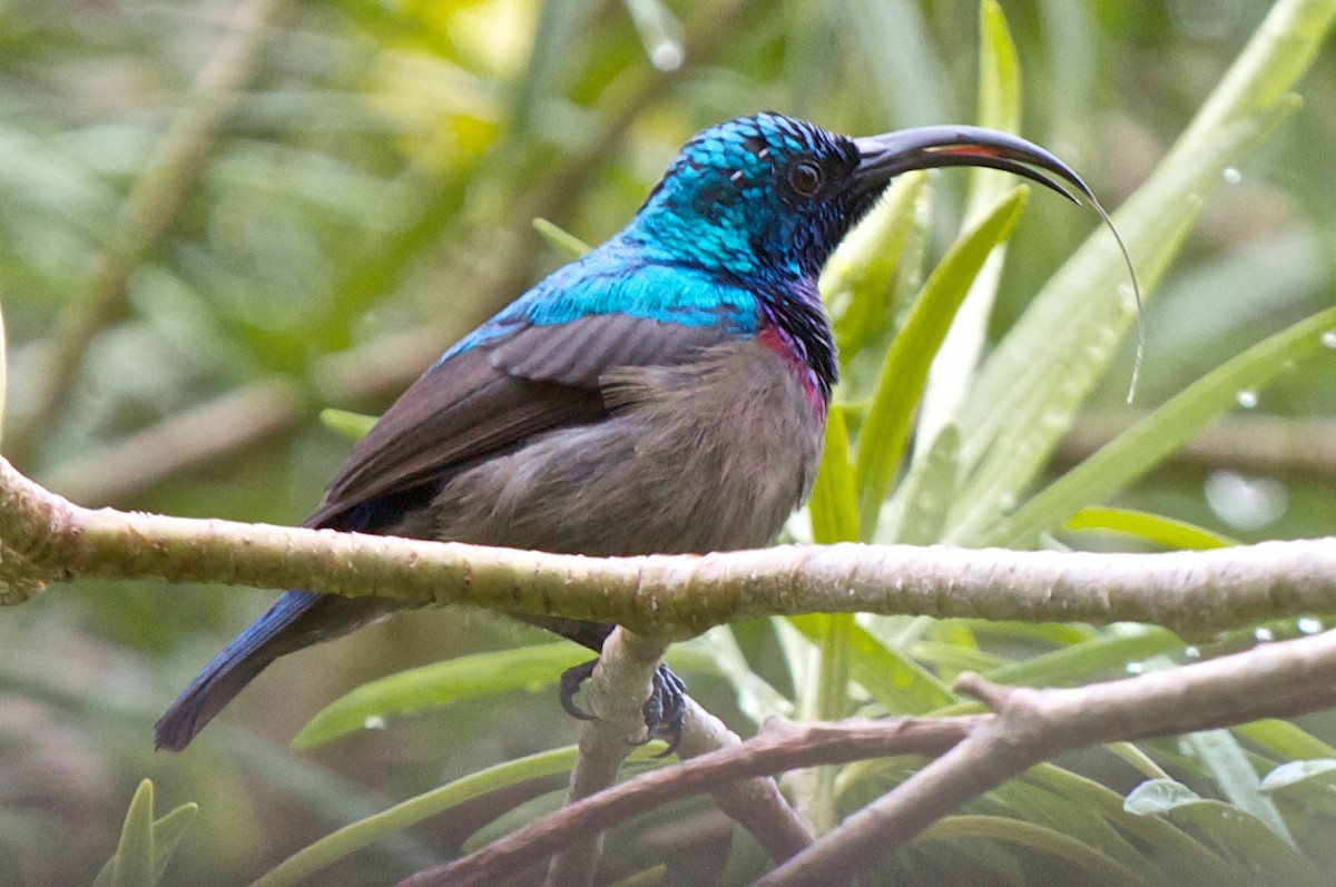 Loten's Sunbird - Vasanthan Panchavarnam