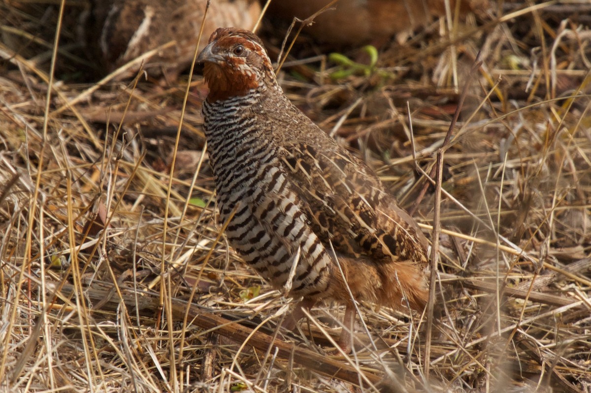 Jungle Bush-Quail - ML204699331