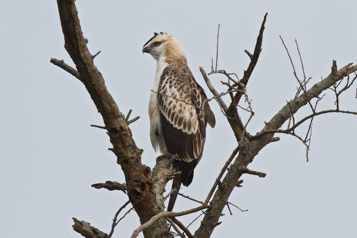 Aigle huppé (cirrhatus/ceylanensis) - ML204699431