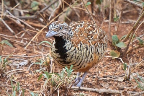 Barred Buttonquail - Vasanthan Panchavarnam