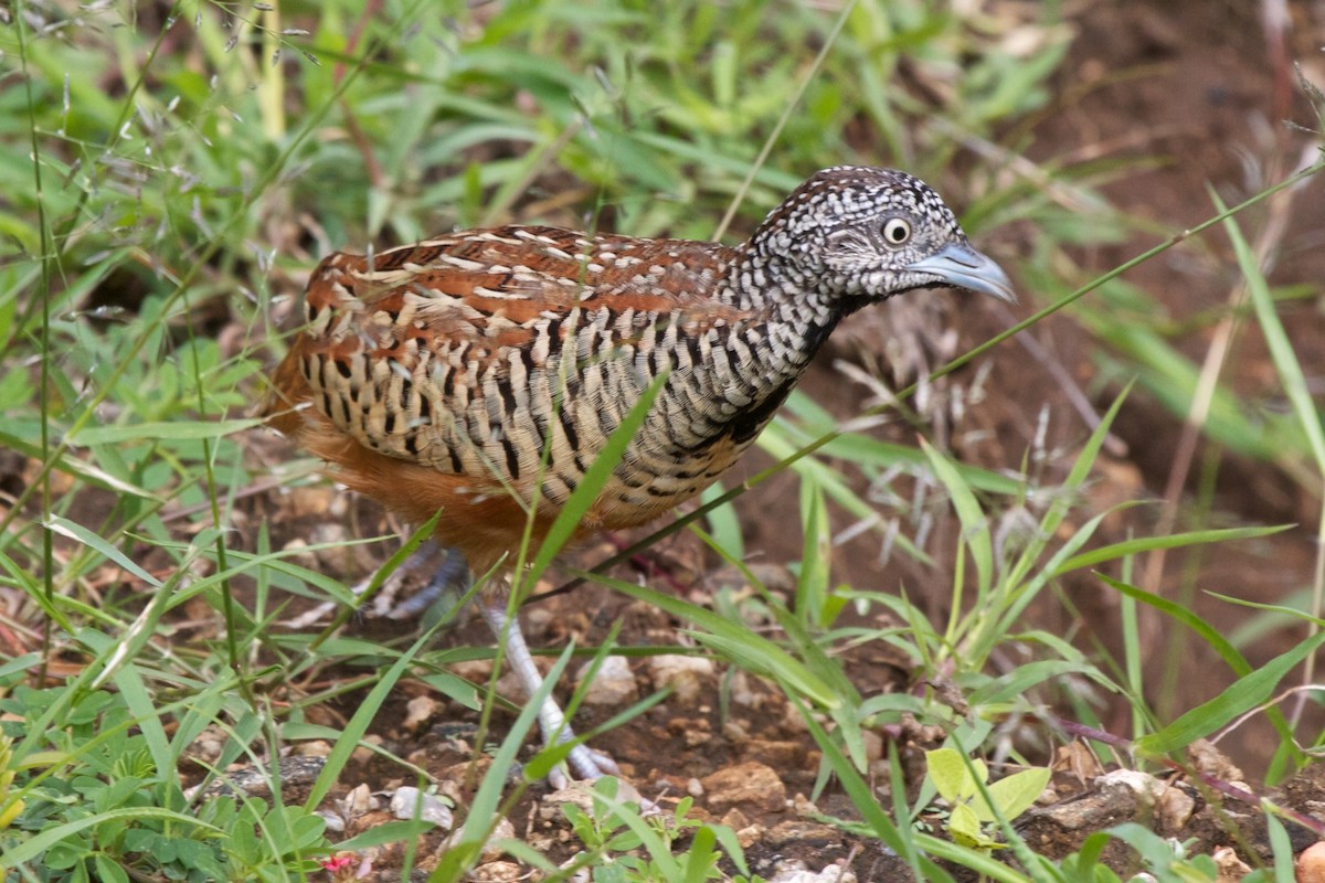 Barred Buttonquail - ML204699531