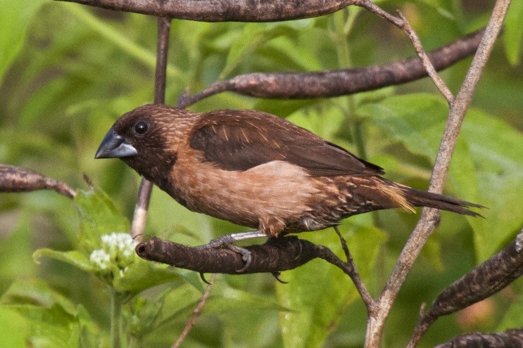 Black-throated Munia - ML204699611