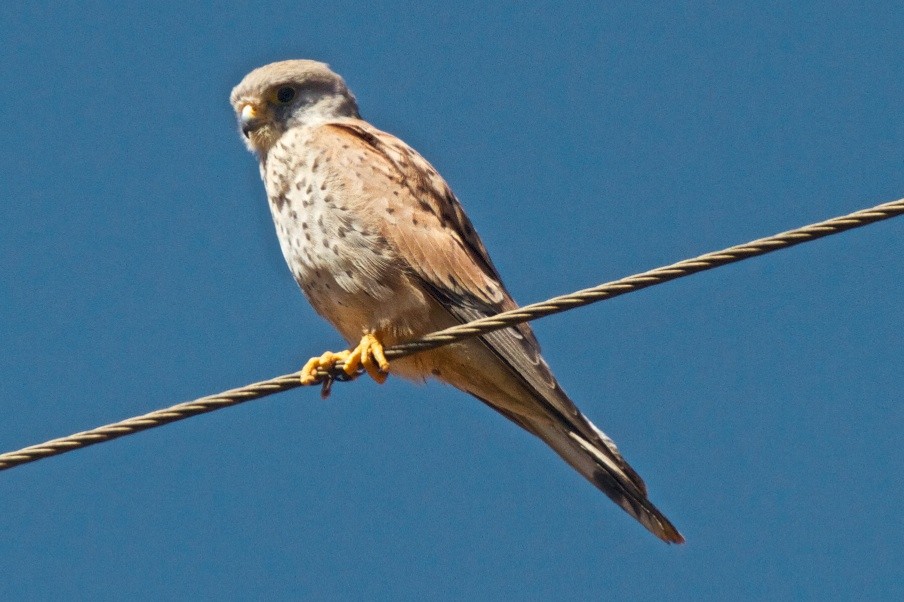 Eurasian Kestrel - ML204699681