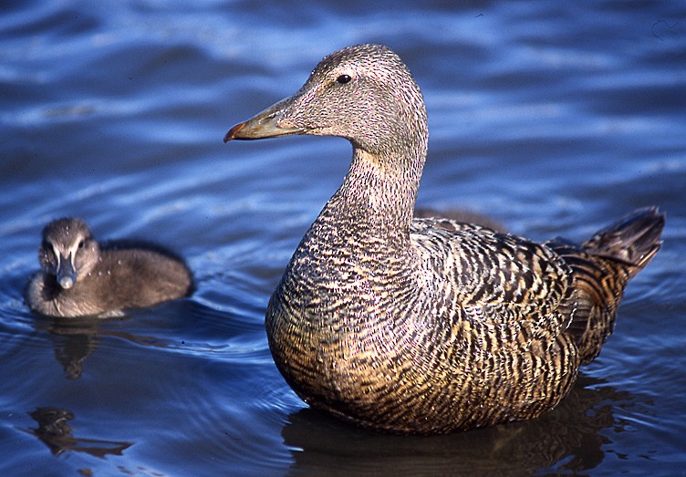 Common Eider (Eurasian) - ML204700631