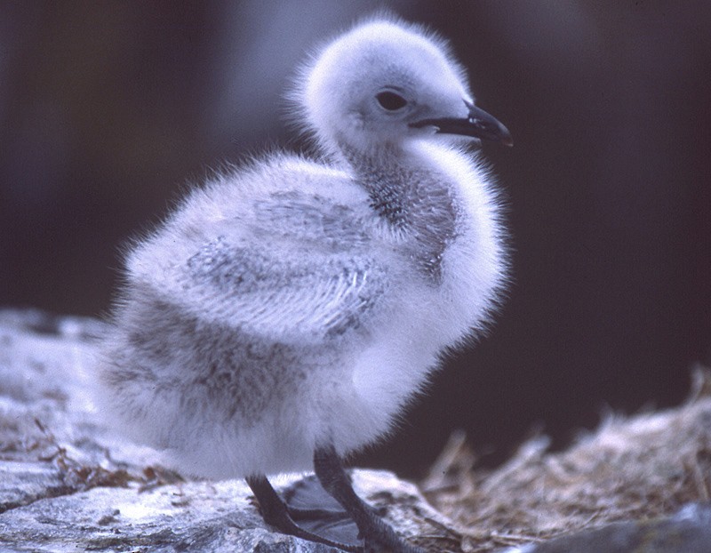 Black-legged Kittiwake (Atlantic) - ML204700771