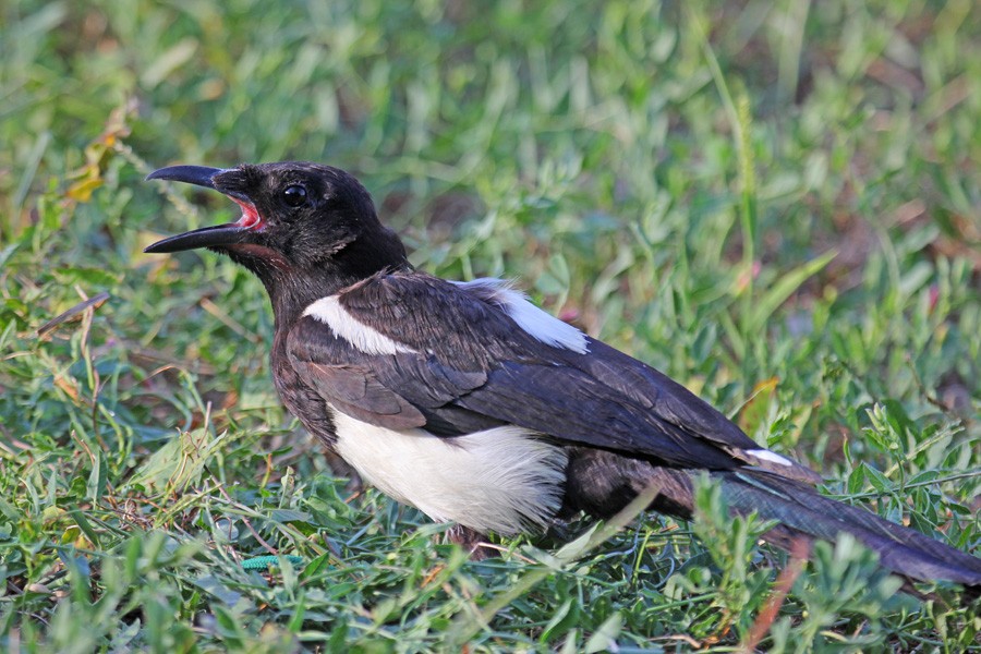 Eurasian Magpie - ML204701011