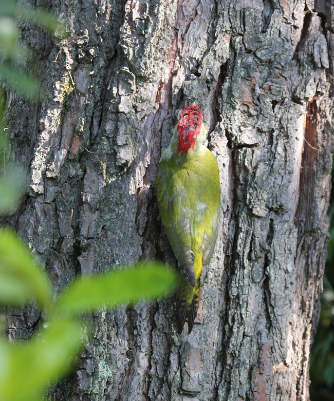 Eurasian Green Woodpecker (Eurasian) - ML204701211