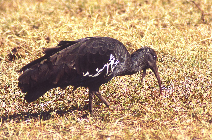 Ibis caronculé - ML204701281