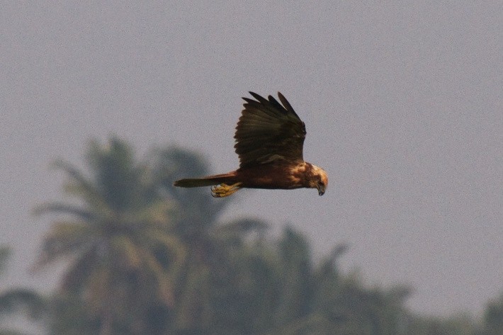Western Marsh Harrier - Vasanthan Panchavarnam