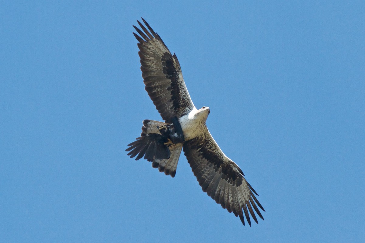 Aigle de Bonelli - ML204701731