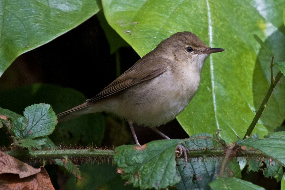 Blyth's Reed Warbler - Vasanthan Panchavarnam