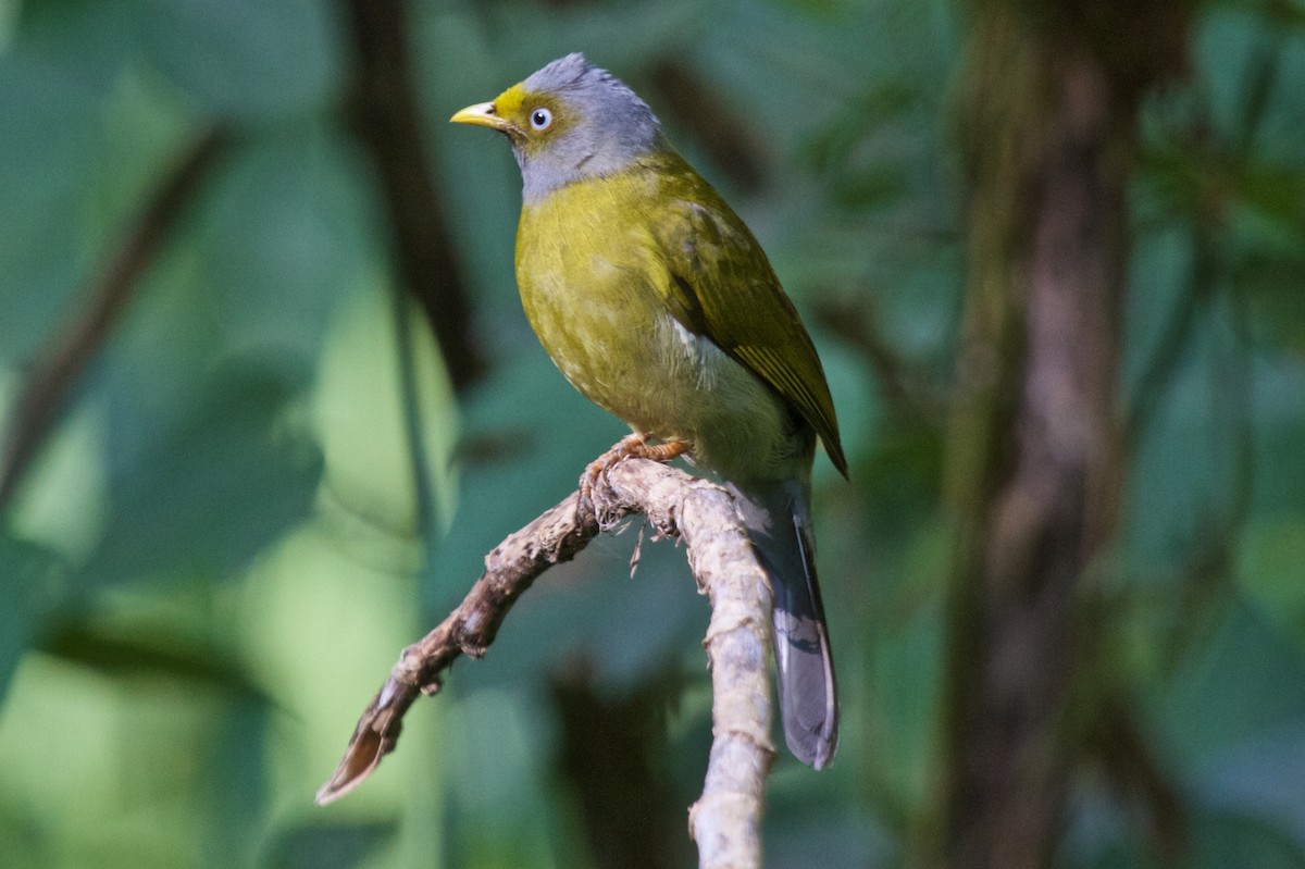 Gray-headed Bulbul - Vasanthan Panchavarnam