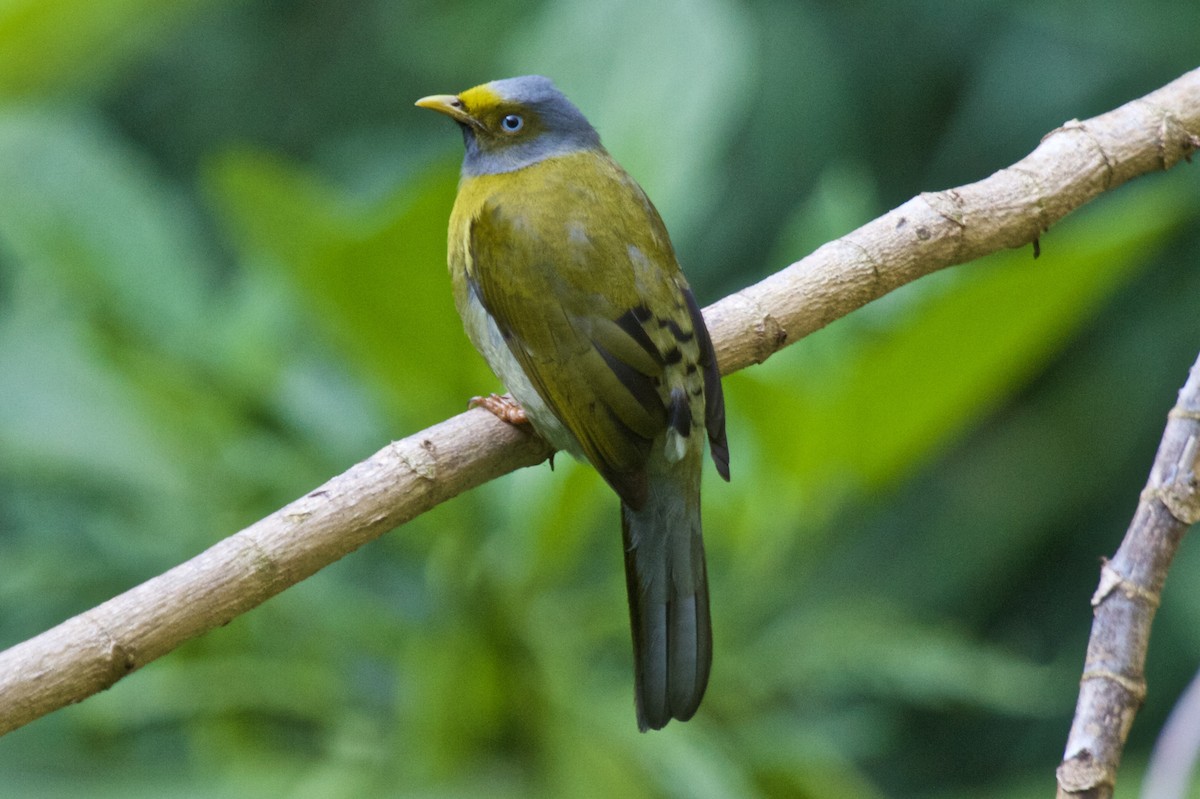 Gray-headed Bulbul - Vasanthan Panchavarnam