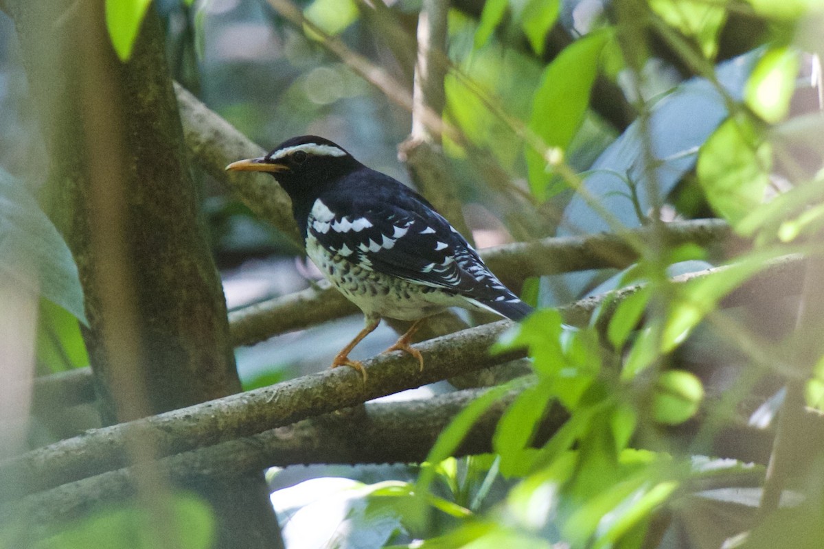 Pied Thrush - ML204702141