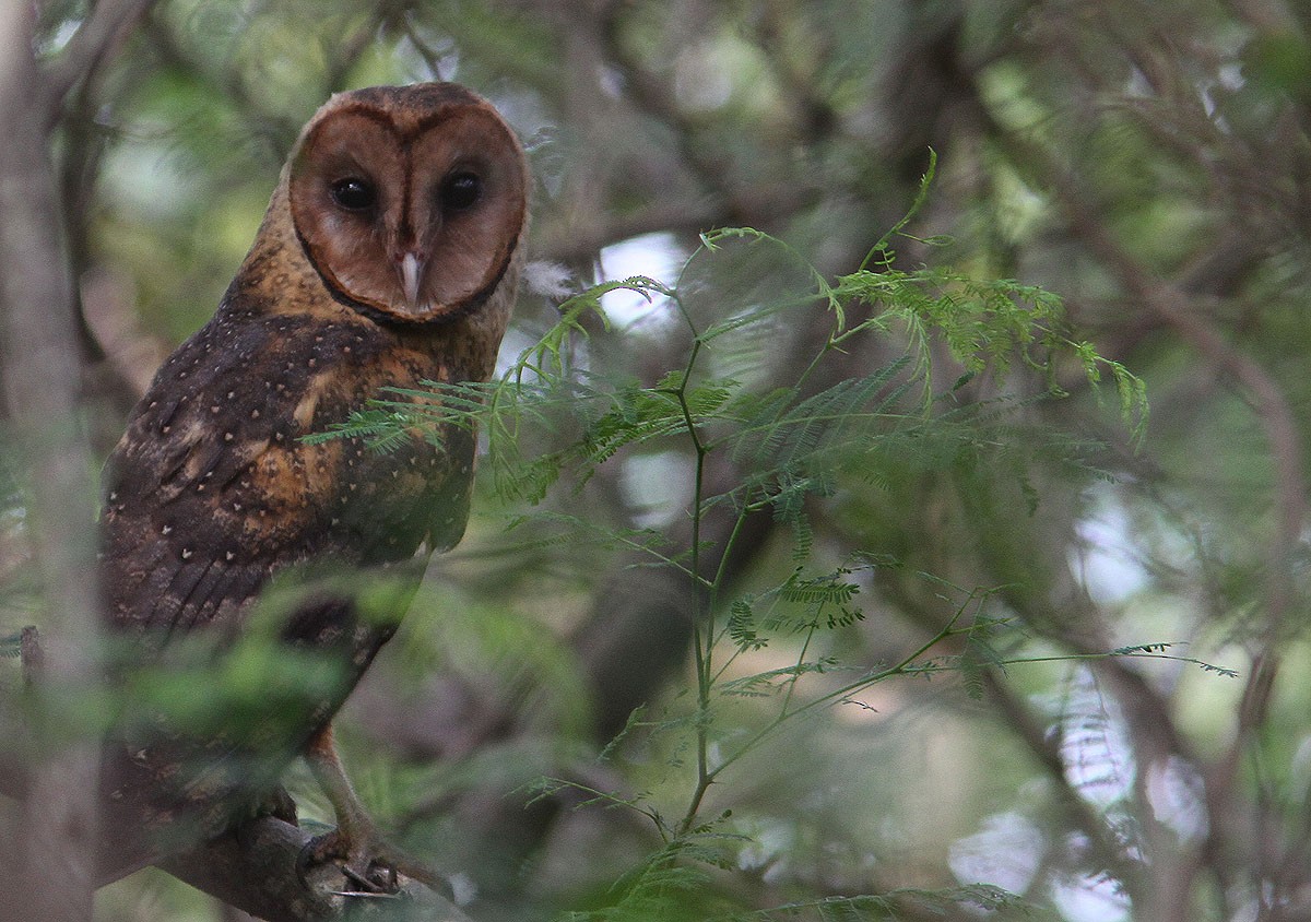 American Barn Owl (Lesser Antilles) - ML204702381