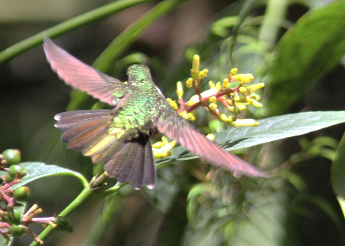 kolibřík méridský - ML204702581
