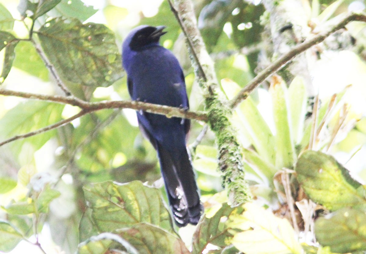 Black-collared Jay (Black-collared) - ML204702731