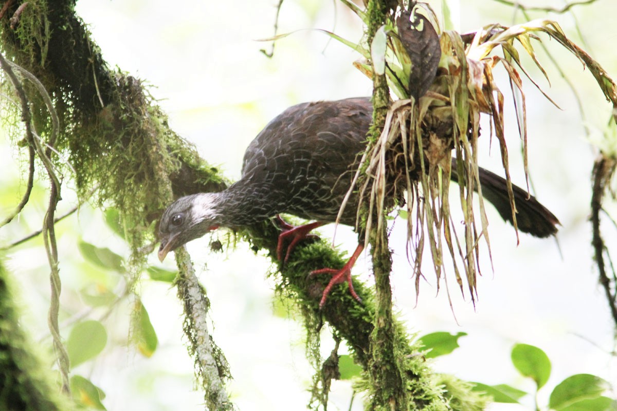 Andean Guan - ML204702781