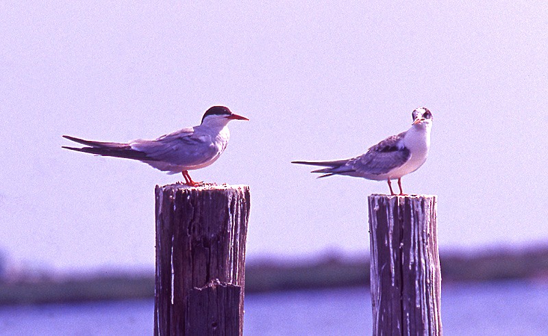 Common Tern (hirundo/tibetana) - raniero massoli novelli