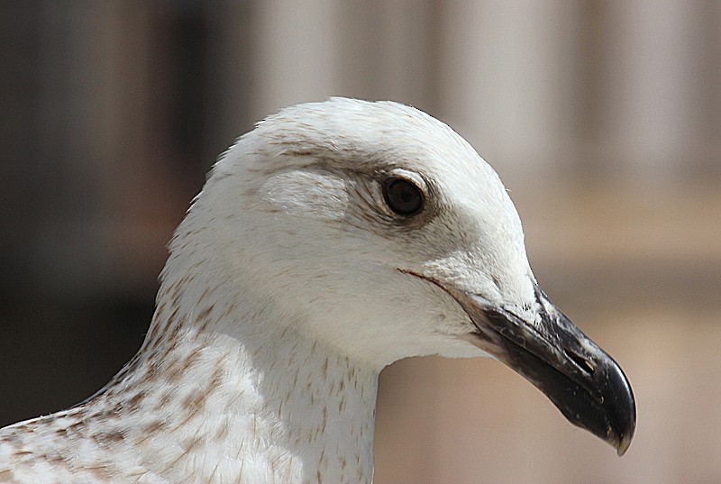 Yellow-legged Gull (michahellis) - ML204702961