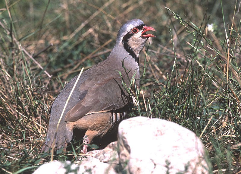 Rock Partridge (European) - ML204703031