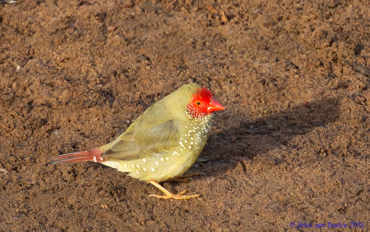 Photos - Star Finch - Emblema ruficauda - Birds of the World