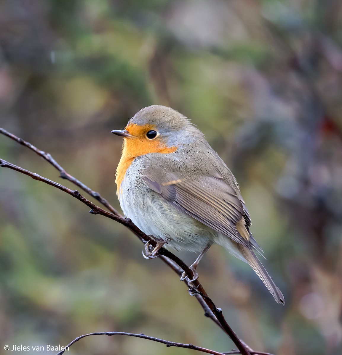 European Robin - ML204703121