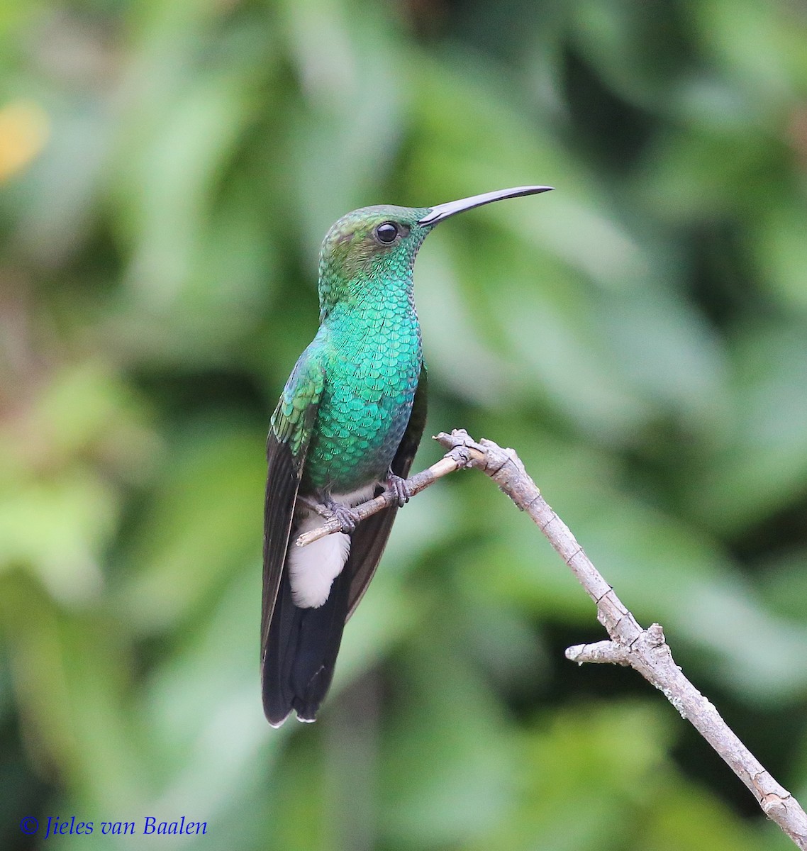 White-vented Plumeleteer (White-vented) - ML204703161