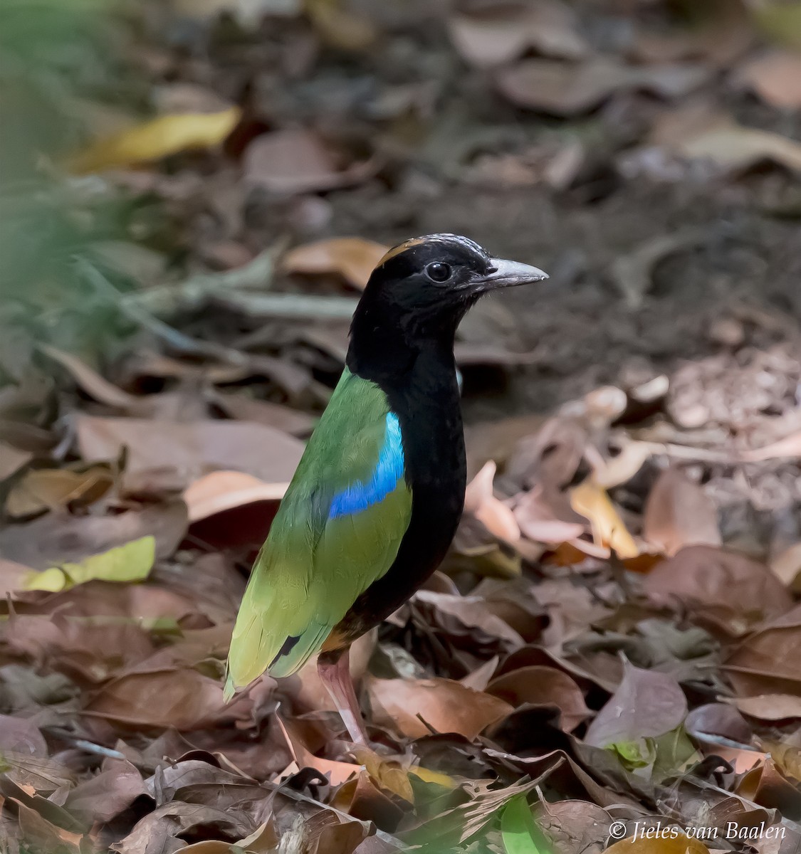 Rainbow Pitta - Jieles van Baalen