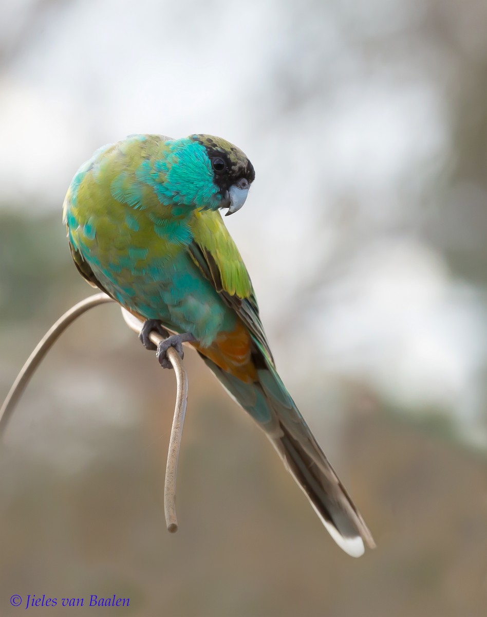 Hooded Parrot - Jieles van Baalen