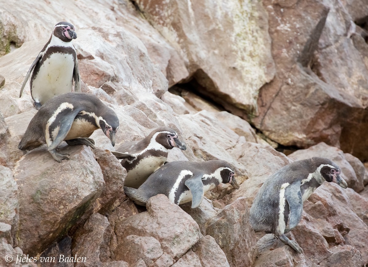 Humboldt Penguin - ML204703311