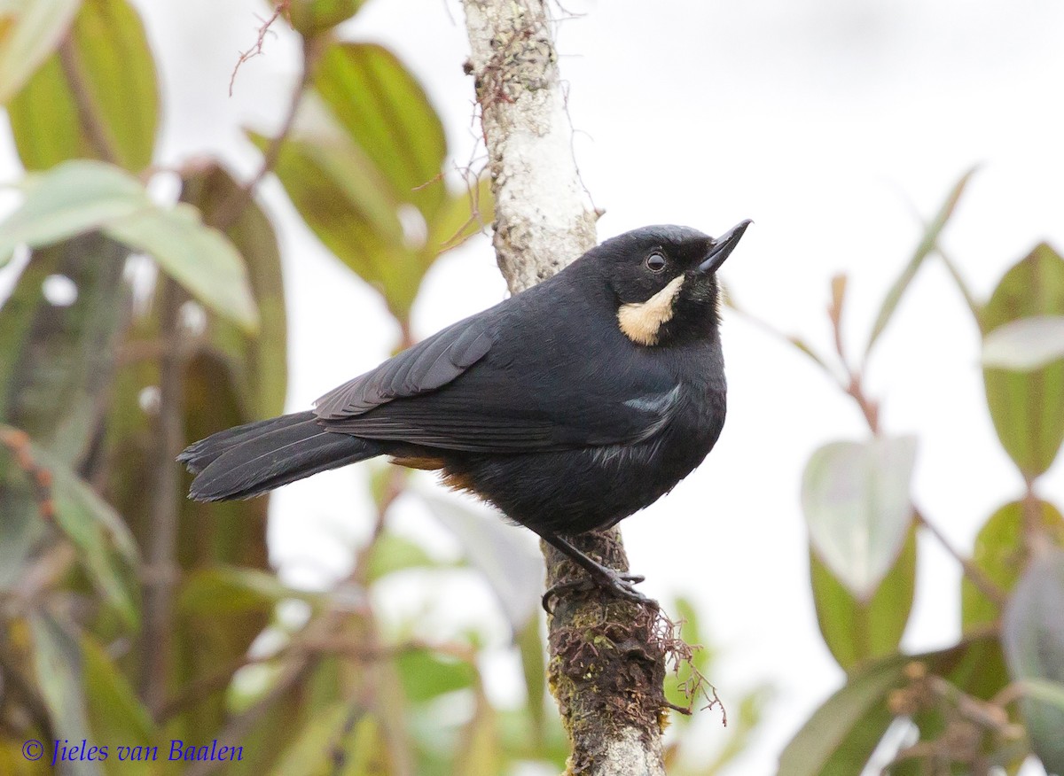 Moustached Flowerpiercer (albilinea) - Jieles van Baalen