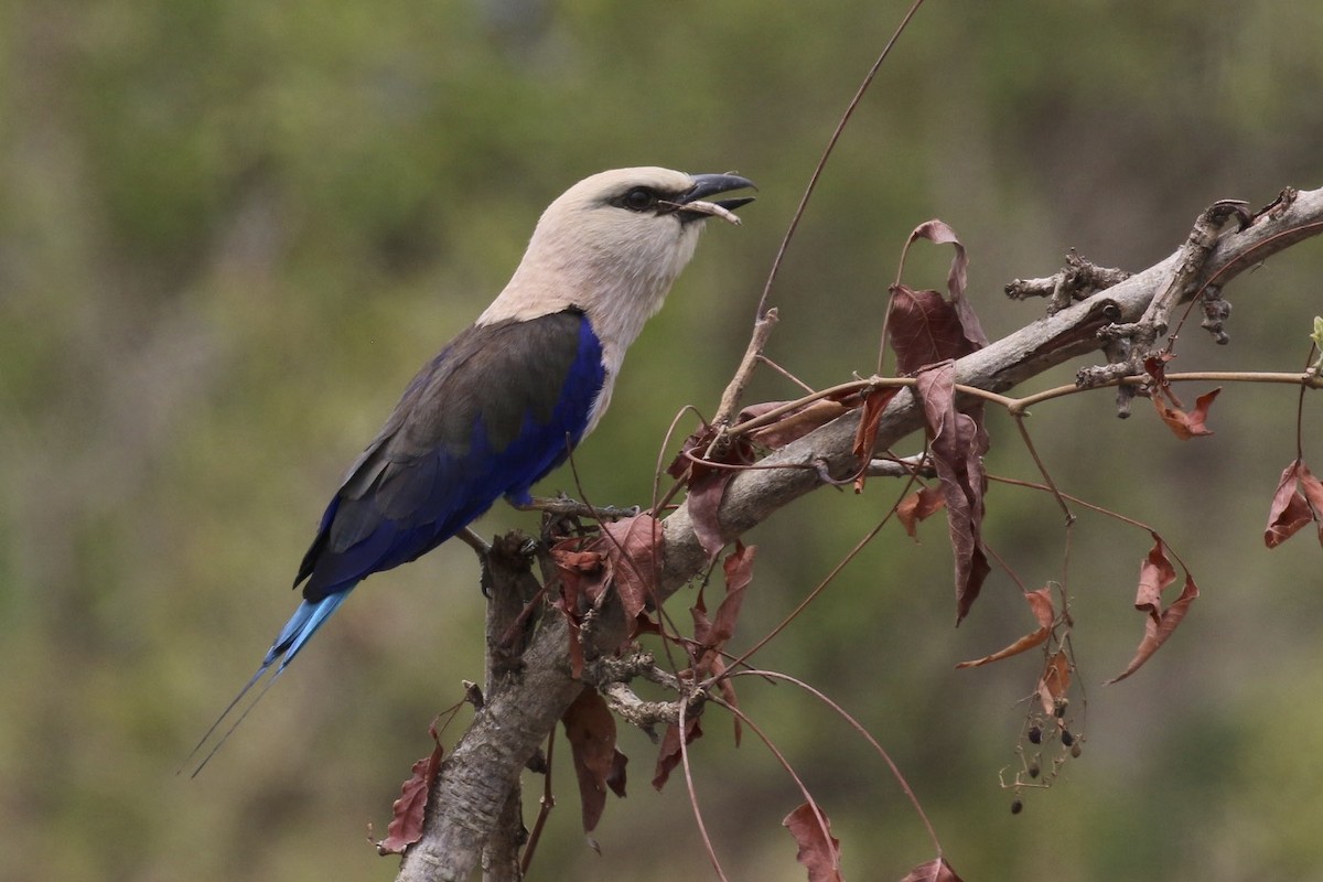 Blue-bellied Roller - Knut Hansen
