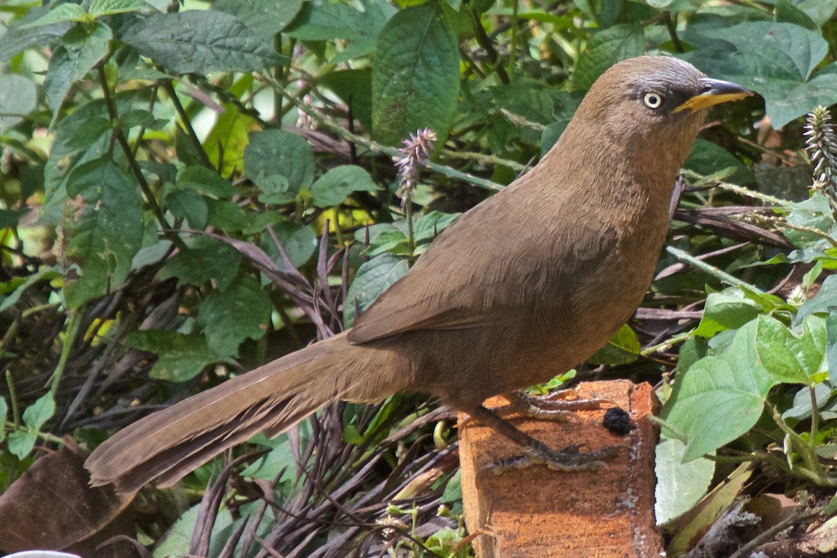 Rufous Babbler - ML204704221
