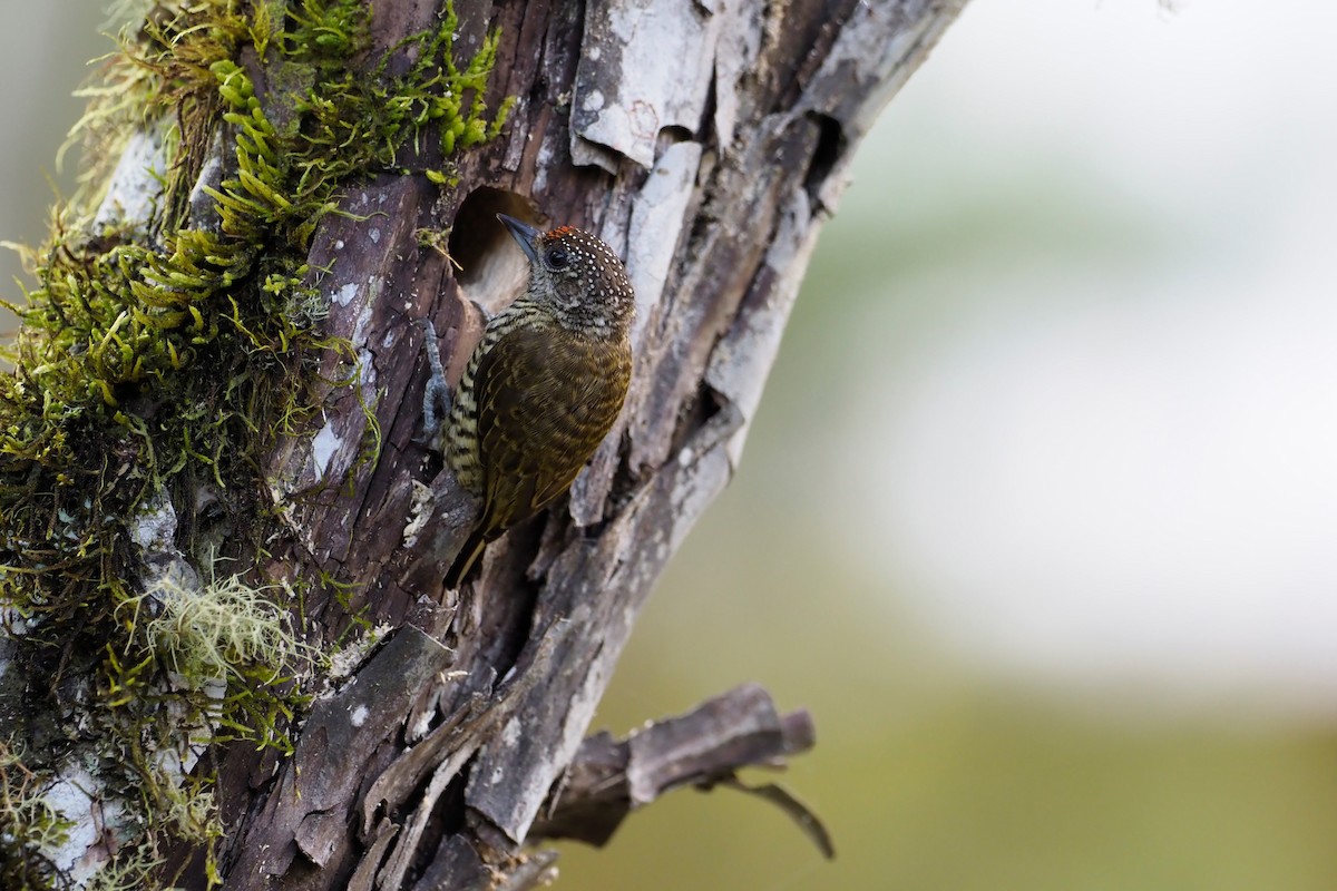 Lafresnaye's Piculet - Matthias Kestenholz