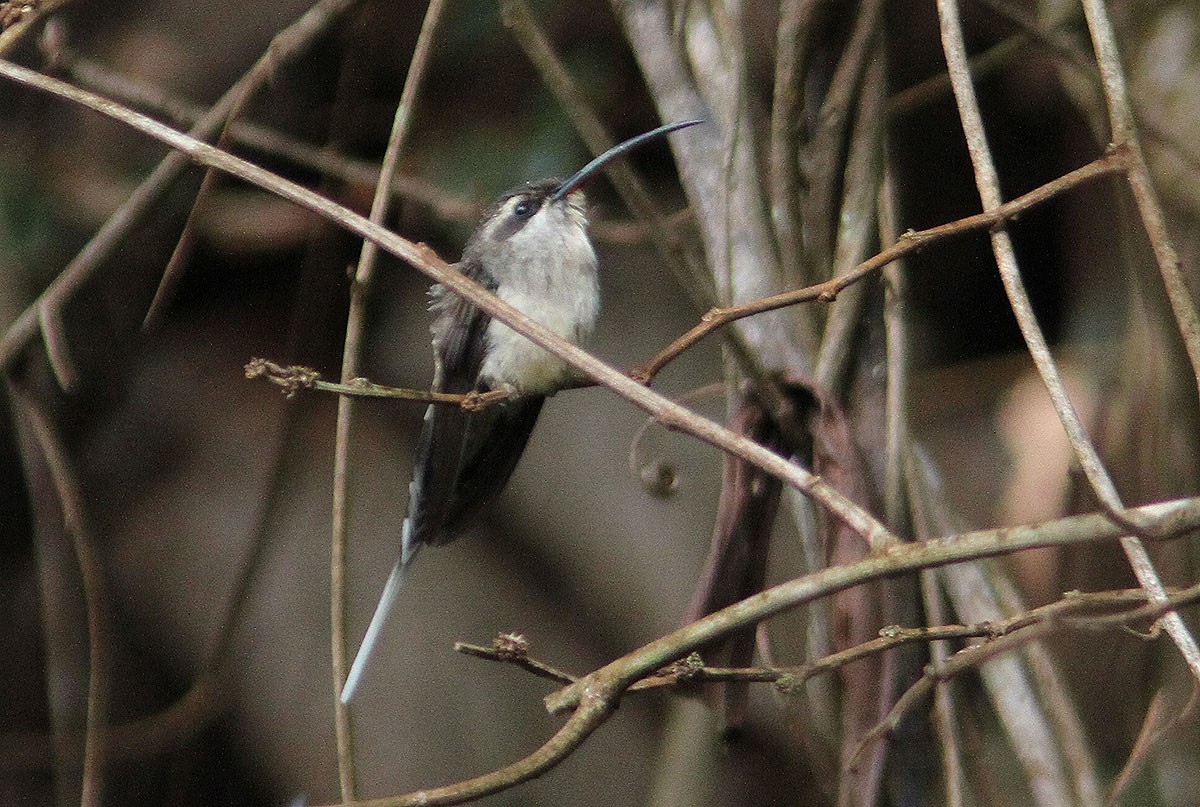 Long-tailed Hermit - ML204704851