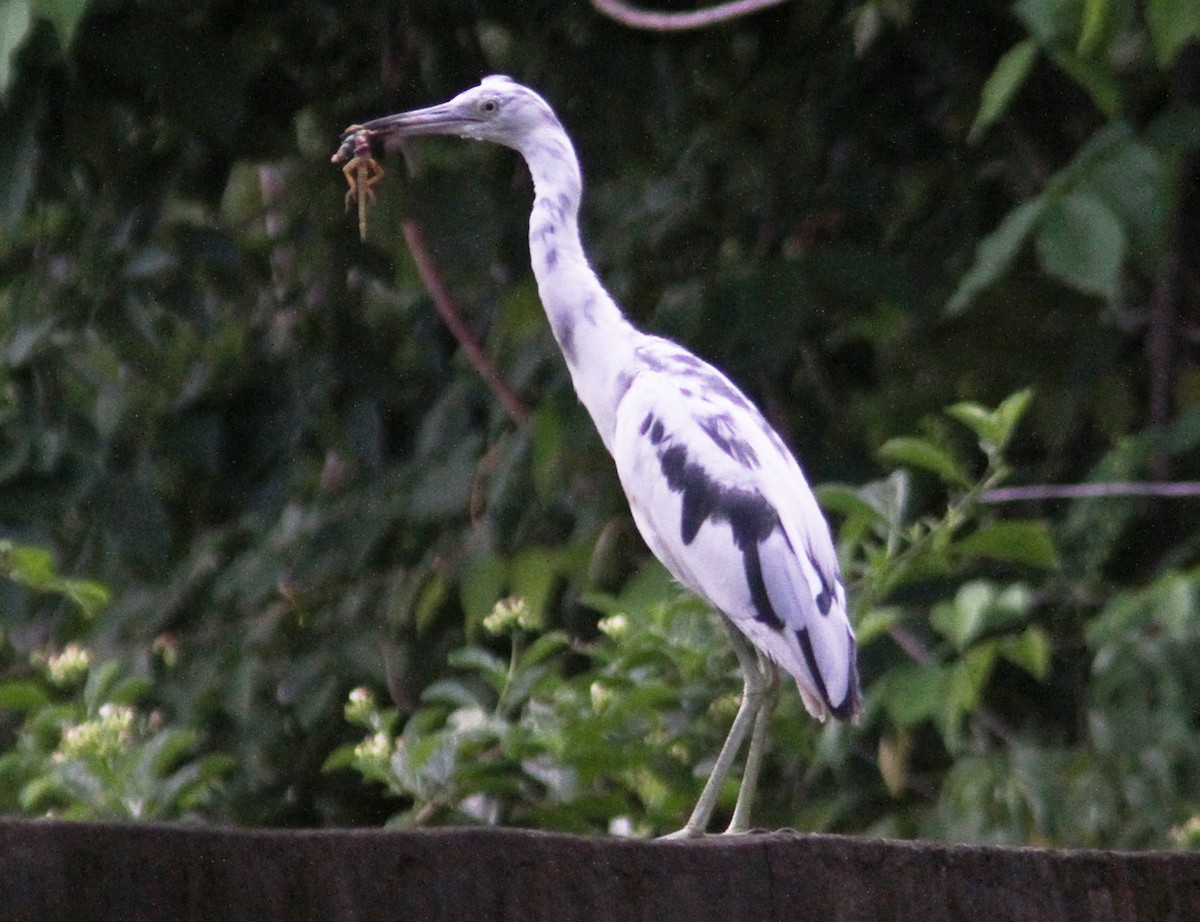 Little Blue Heron - Mikko Pyhälä