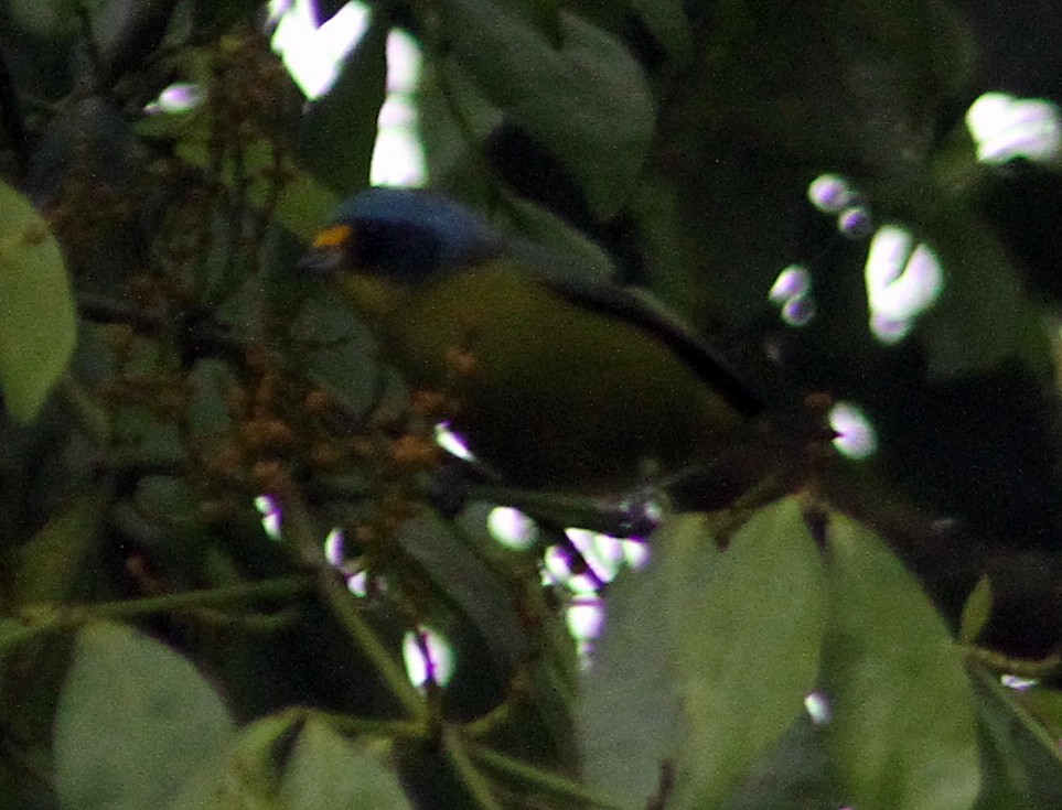 Lesser Antillean Euphonia - ML204705241