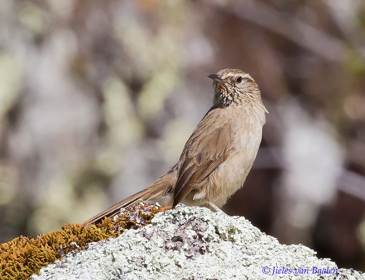 Streak-throated Canastero - Jieles van Baalen