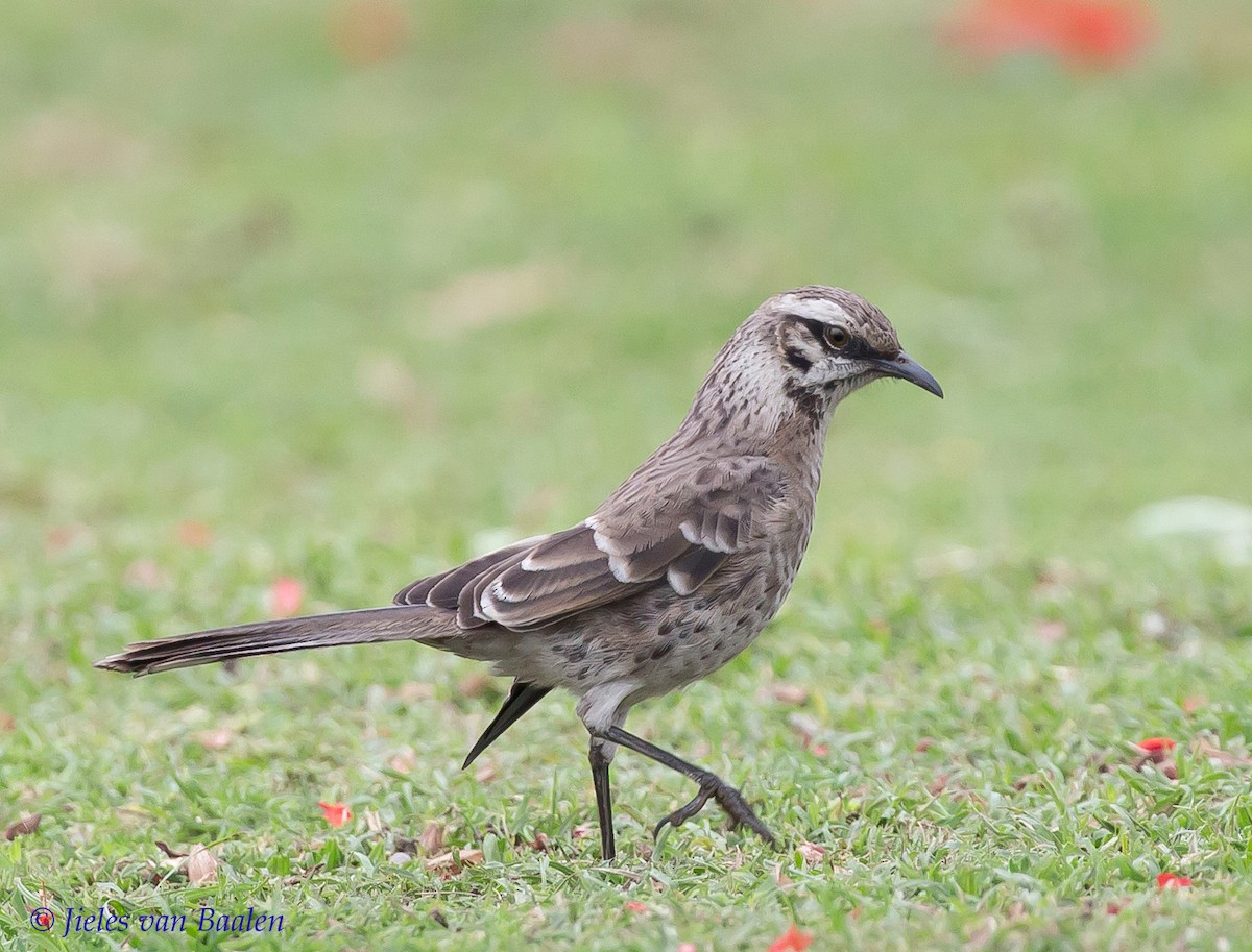 Long-tailed Mockingbird - Jieles van Baalen