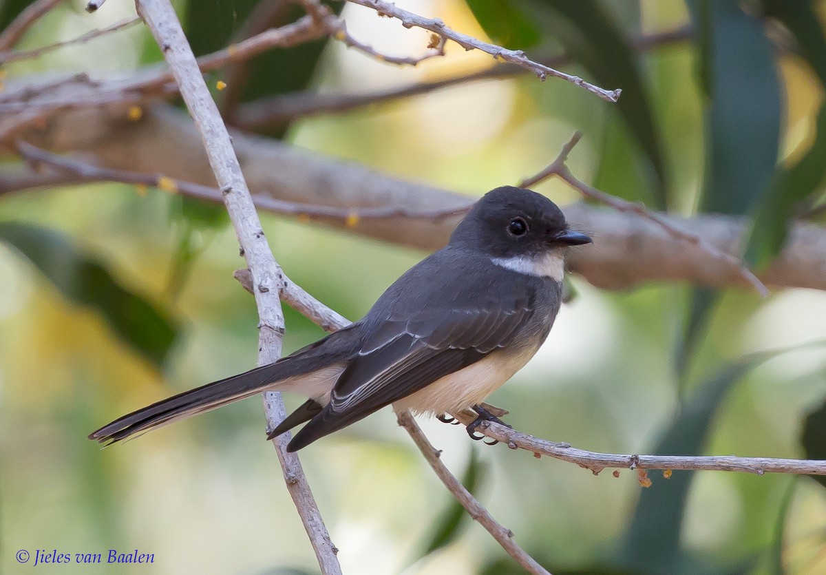 Northern Fantail (Northern) - ML204705461