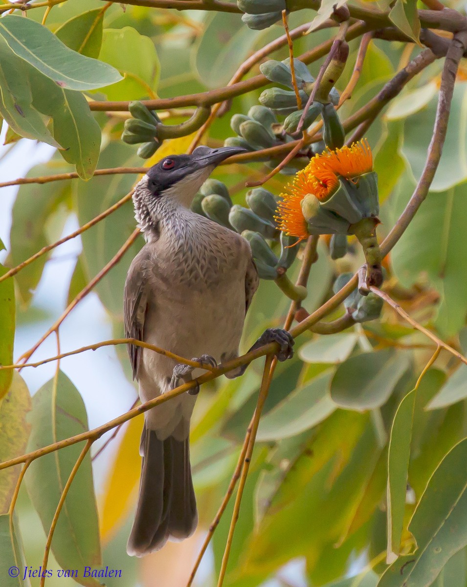 Silver-crowned Friarbird - Jieles van Baalen