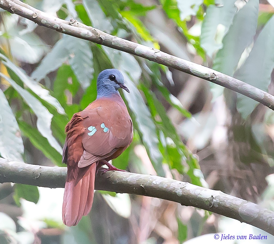 Blue-headed Wood-Dove - ML204705491