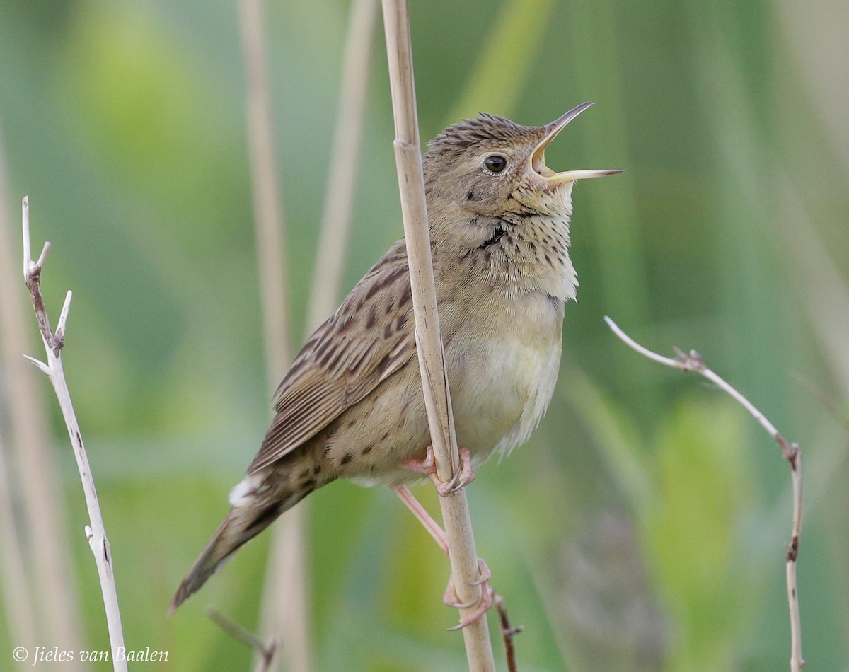 Common Grasshopper Warbler - ML204705561